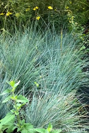 Kostrzewa Sina ‘Blauglut’ (Festuca cinerea)